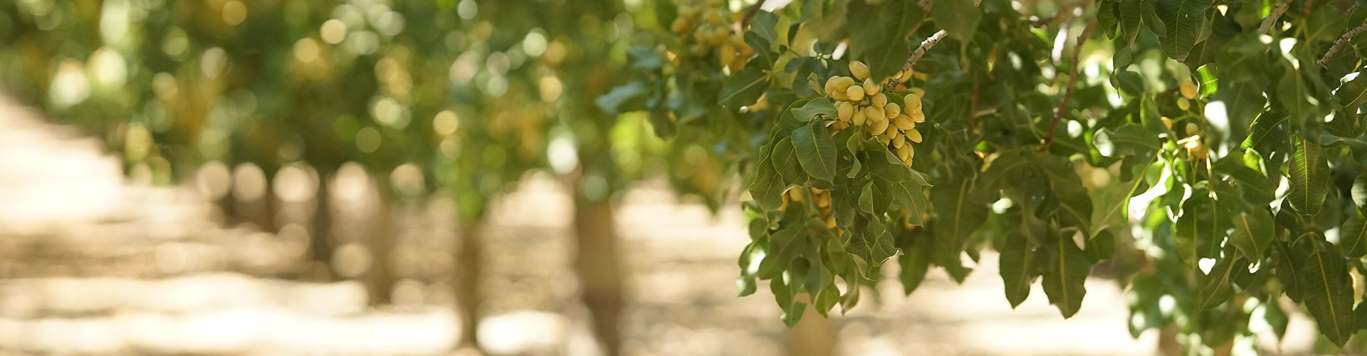 American Pistachio Growers Taps Chef Martin Yan As Global Brand Ambassador  - California Ag Network