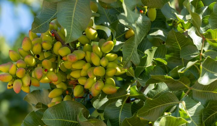 American Pistachio growers